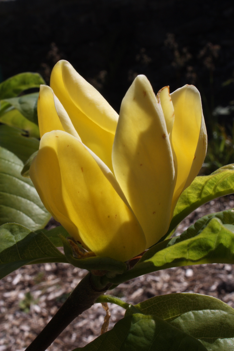 Yellow Bird